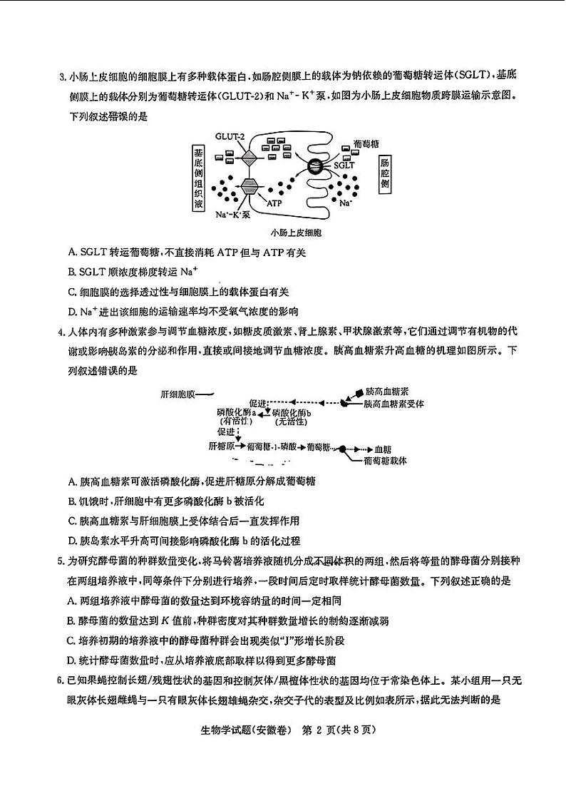 2024届华大新高考联盟高三下学期4月联考-生物试题及答案第2页