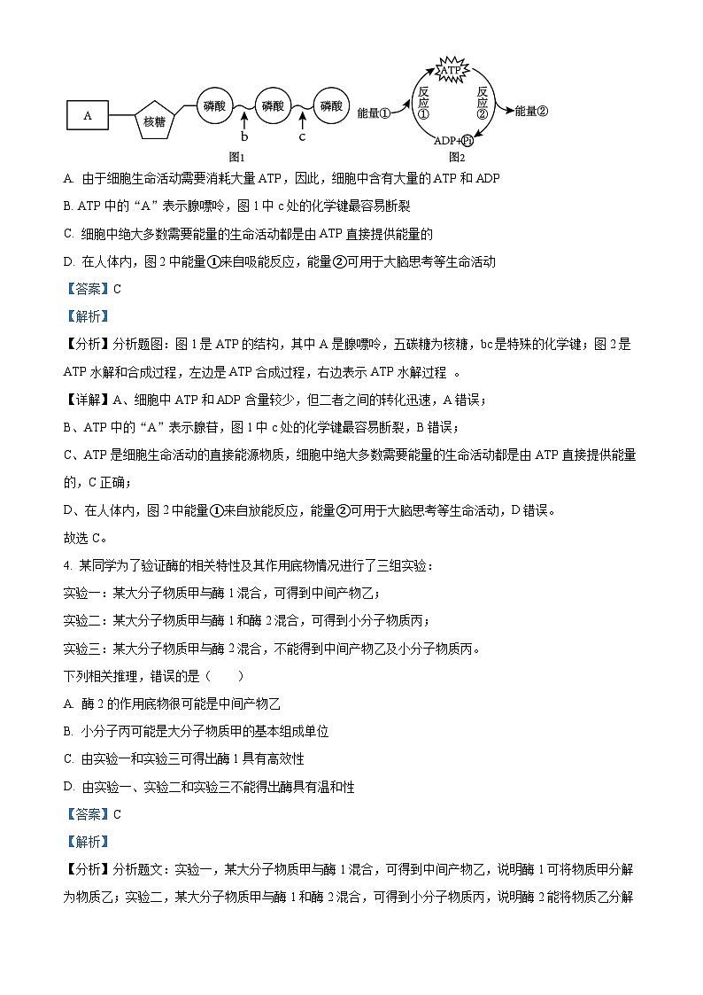 福建省莆田锦江中学2023-2024学年高一下学期3月月考生物试题（原卷版+解析版）03
