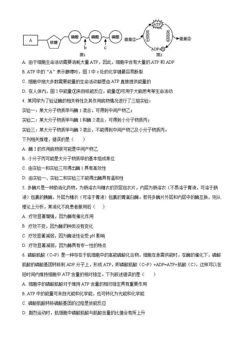 福建省莆田锦江中学2023-2024学年高一下学期3月月考生物试题（原卷版+解析版）02