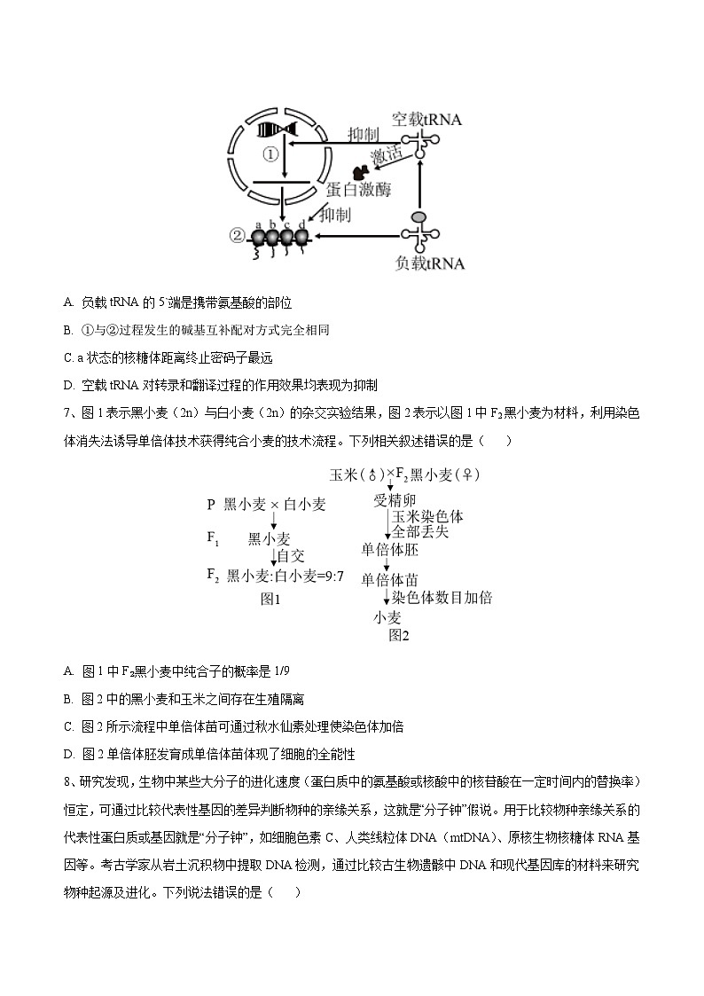 高三生物开学摸底考（贵州、安徽、甘肃适用，16+5题型）（考试版）第3页