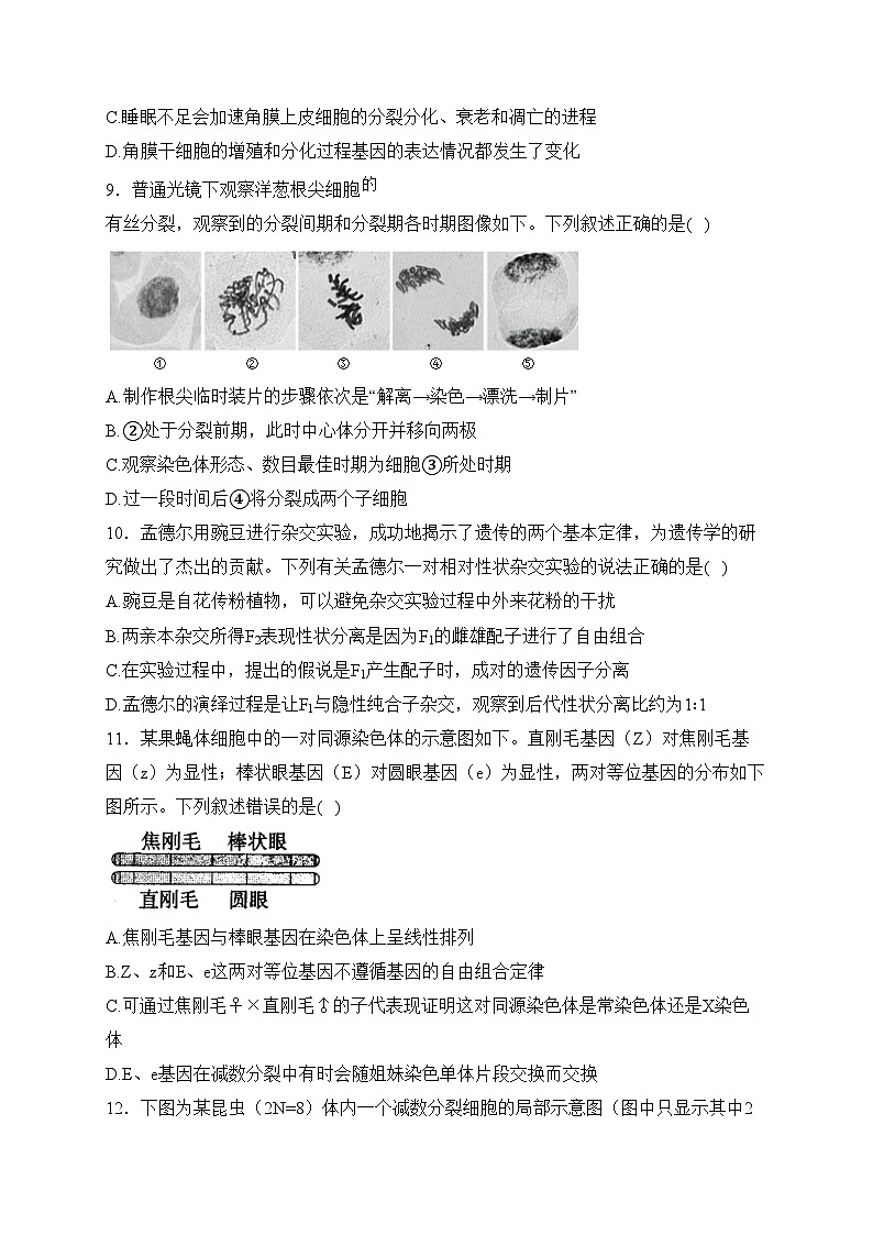 辽宁省鞍山市普通高中2024届高三下学期第二次质量监测生物试卷(含答案)03