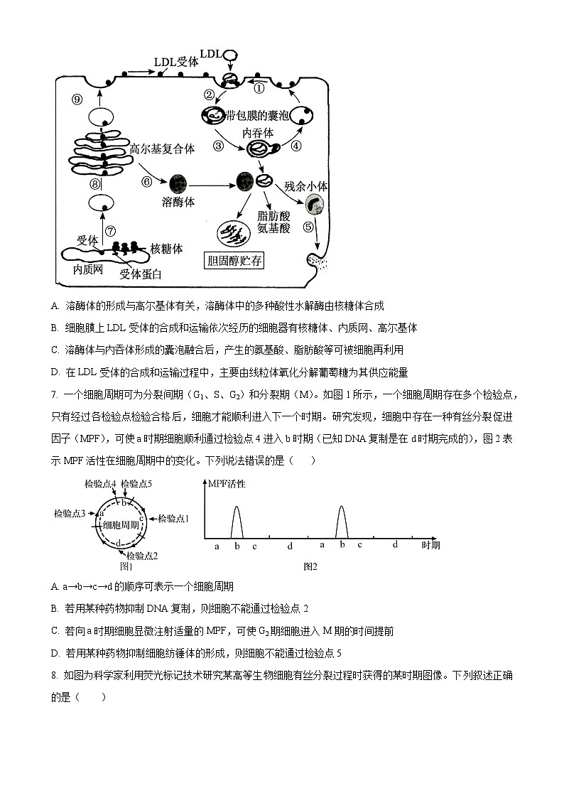 江西省宜春市丰城市江西省丰城中学2023-2024学年高一下学期3月月考生物试题（原卷版）第3页