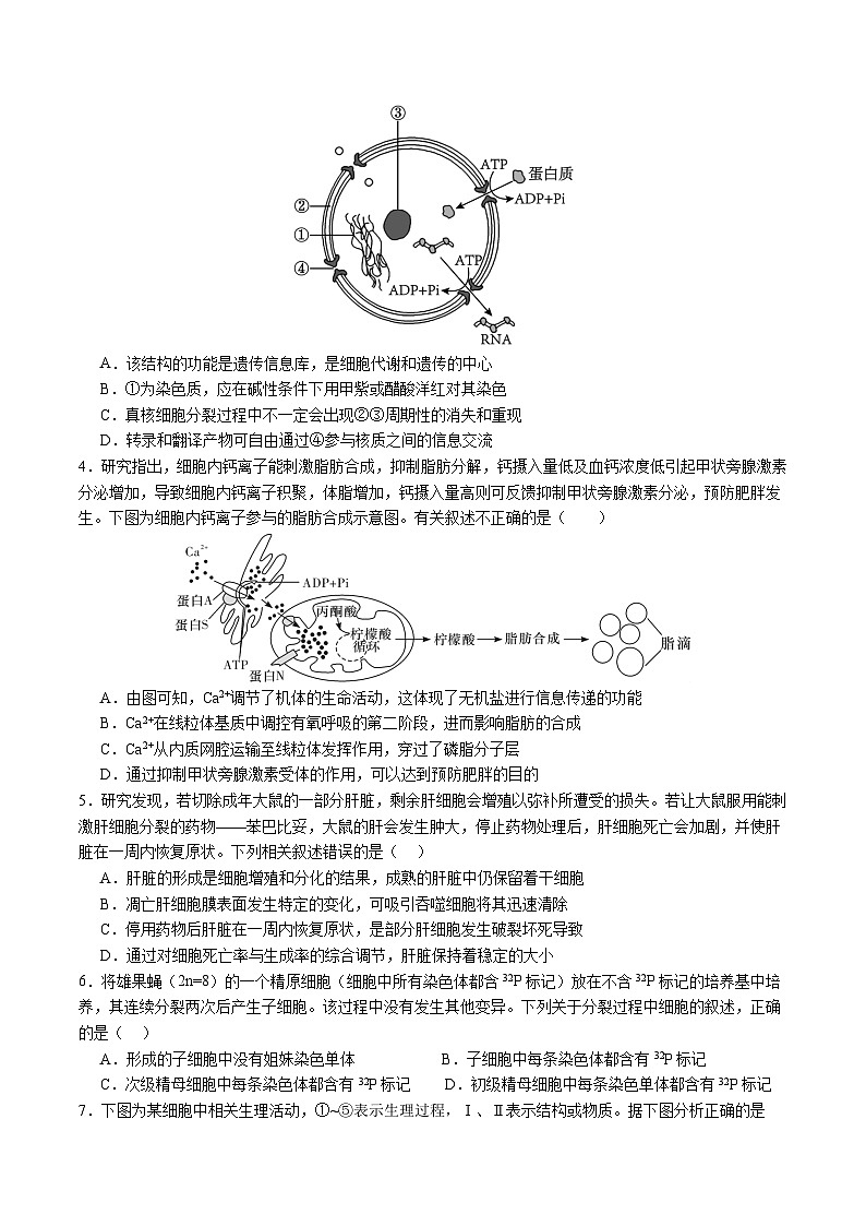 2024年1月“七省联考”考前高三上学期期末生物猜想卷（贵州、安徽、甘肃适用，16+5题型）02