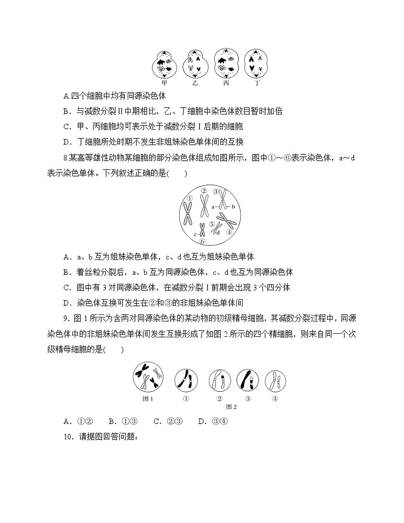 【分层作业】人教版高中生物必修二 2.1《减数分裂》（含答案解析）第3页