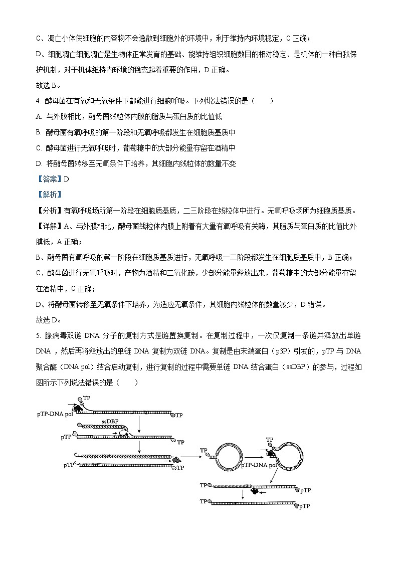 2024届山东省齐鲁名校高三下学期第三次学业质量联合检测生物（解析版）第3页