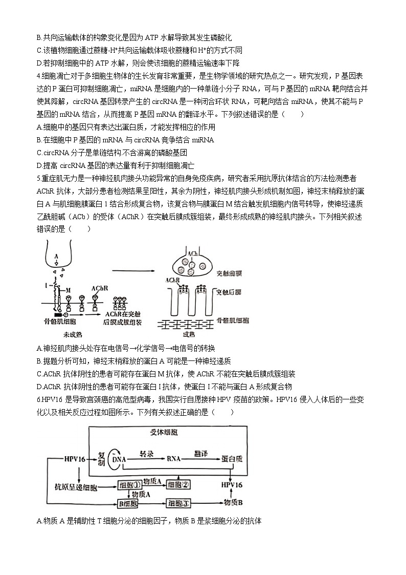 安徽省示范高中皖北协作区2024届高三下学期3月联考生物试题（Word版附答案）02