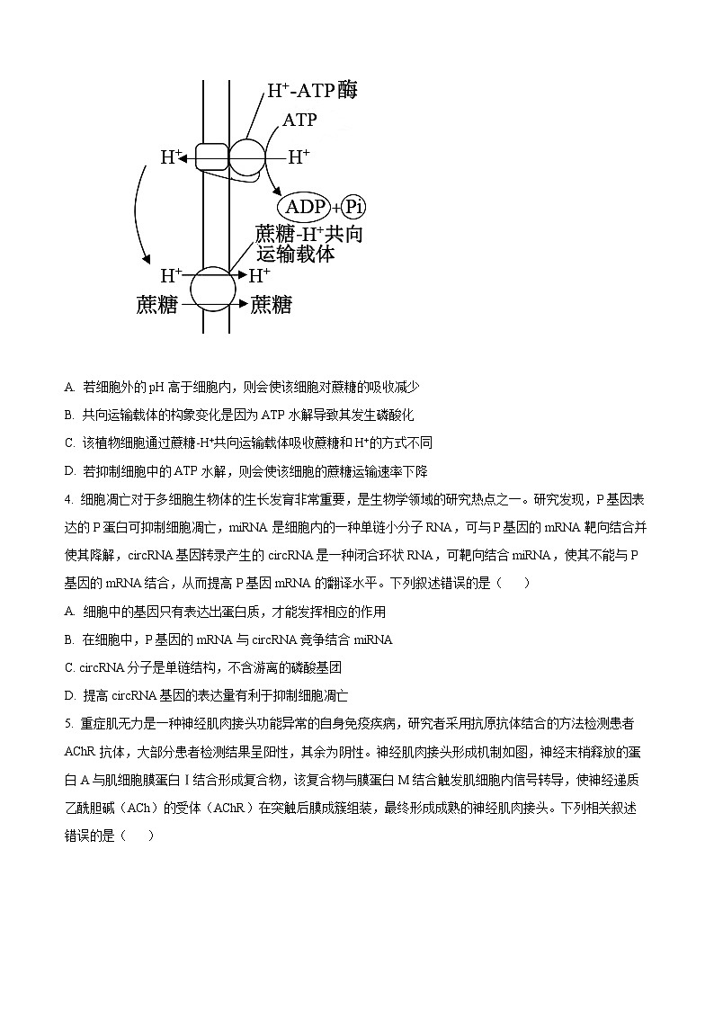 安徽省示范高中皖北协作区2023-2024学年高三下学期联考生物试题 Word版无答案第2页
