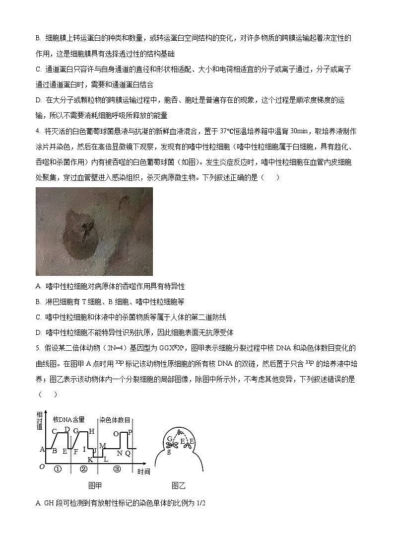 湖南省娄底市2024届高三下学期三模生物试题（Word版附解析）02