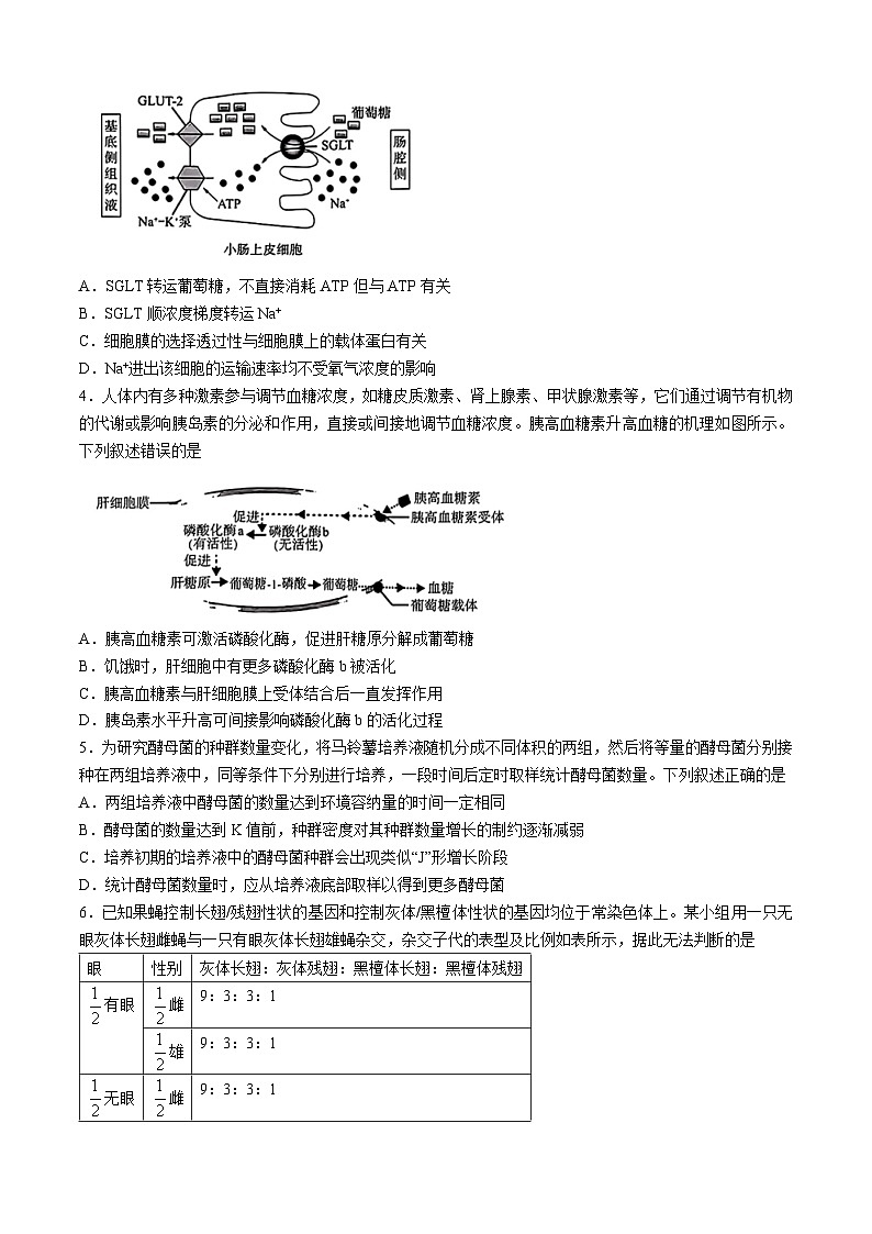 2024安徽省华大新高考联盟高三下学期4月教学质量测评二模试题生物含解析02