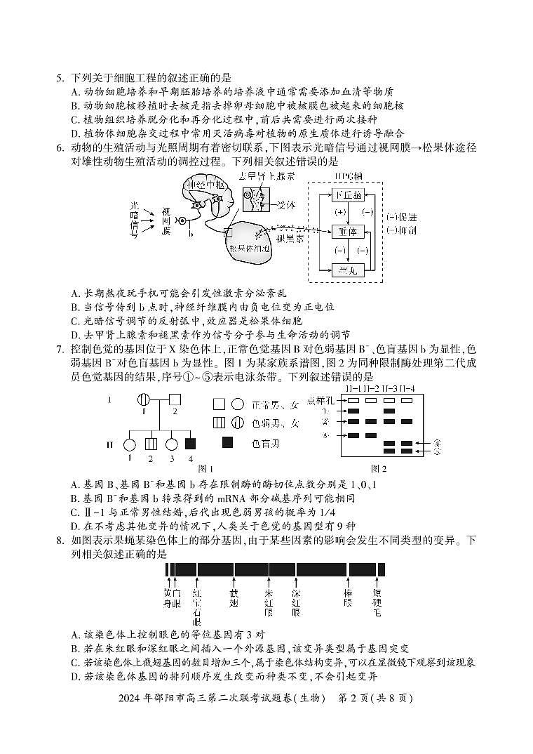 2024年邵阳市高三下学期第二次联考测试生物试题及答案02