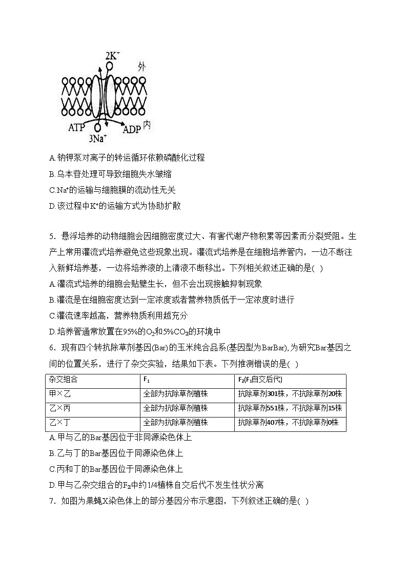 湖北省十一校2024届高三下学期第二次联考生物试卷(含答案)第2页