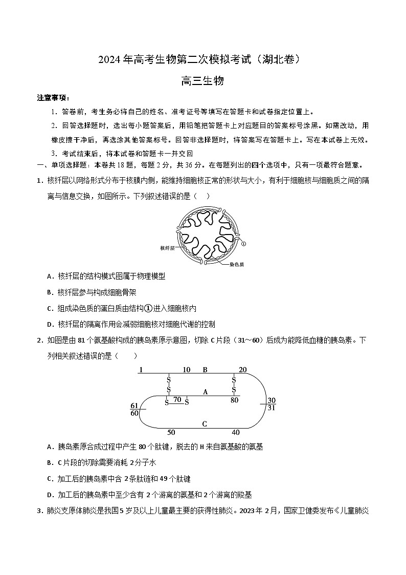 2024年高考第二次模拟考试：生物（湖北卷）（考试版）01