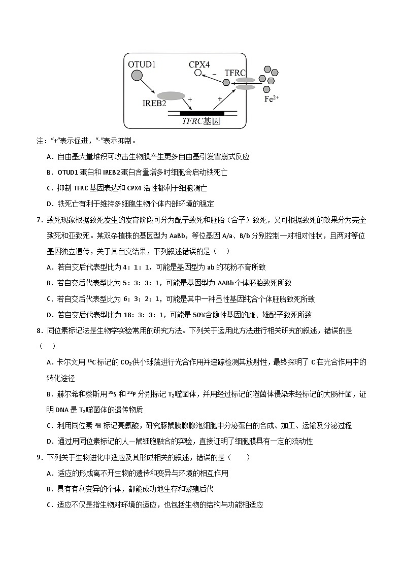 2024年高考第二次模拟考试：生物（湖北卷）（考试版）03