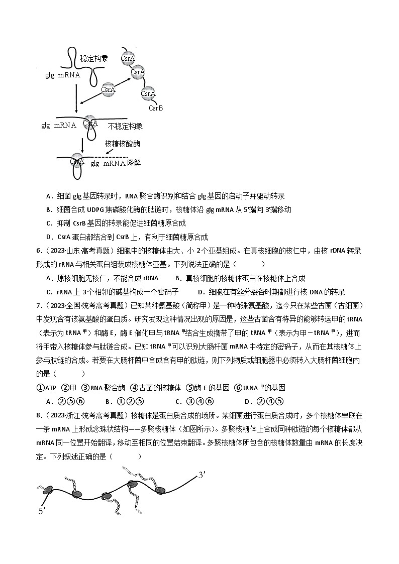 专题10 遗传的分子基础（原卷版）第3页