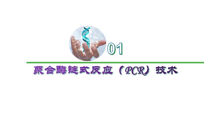 2023-2024学年苏教版（2019）选择性必修3 3.1.2 PCR技术和利用PCR技术扩增DNA片段并完成电泳鉴定 课件03