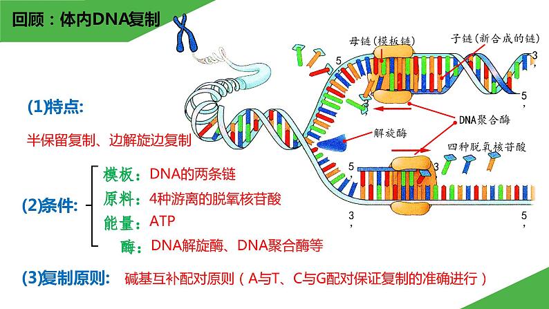 2023-2024学年苏教版（2019）选择性必修3 3.1.2 PCR技术和利用PCR技术扩增DNA片段并完成电泳鉴定 课件04