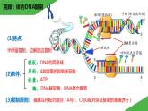 2023-2024学年苏教版（2019）选择性必修3 3.1.2 PCR技术和利用PCR技术扩增DNA片段并完成电泳鉴定 课件