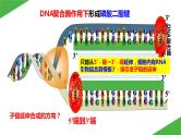 2023-2024学年苏教版（2019）选择性必修3 3.1.2 PCR技术和利用PCR技术扩增DNA片段并完成电泳鉴定 课件