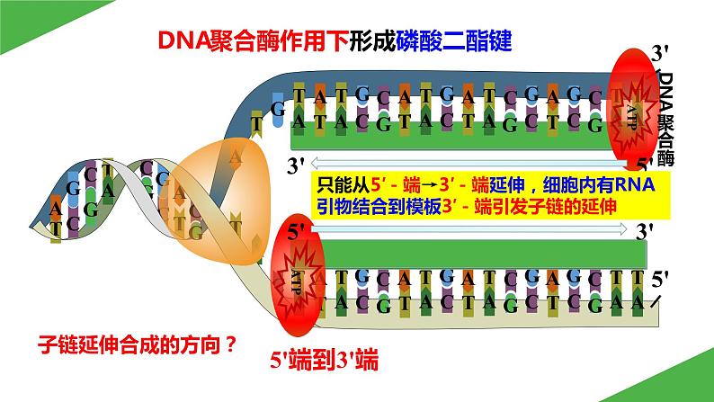 2023-2024学年苏教版（2019）选择性必修3 3.1.2 PCR技术和利用PCR技术扩增DNA片段并完成电泳鉴定 课件05