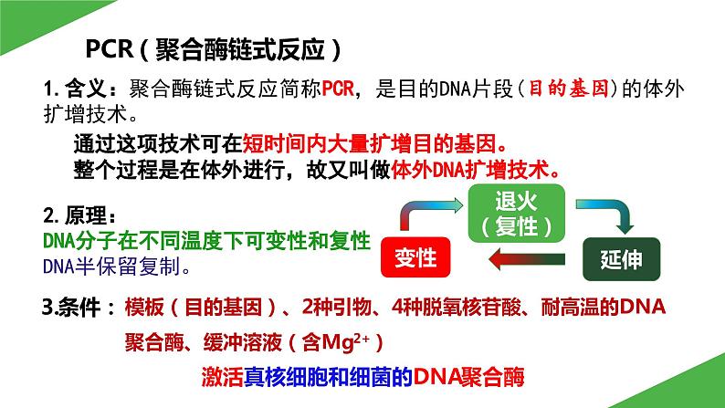 2023-2024学年苏教版（2019）选择性必修3 3.1.2 PCR技术和利用PCR技术扩增DNA片段并完成电泳鉴定 课件07