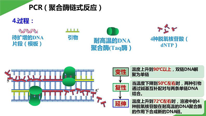 2023-2024学年苏教版（2019）选择性必修3 3.1.2 PCR技术和利用PCR技术扩增DNA片段并完成电泳鉴定 课件08