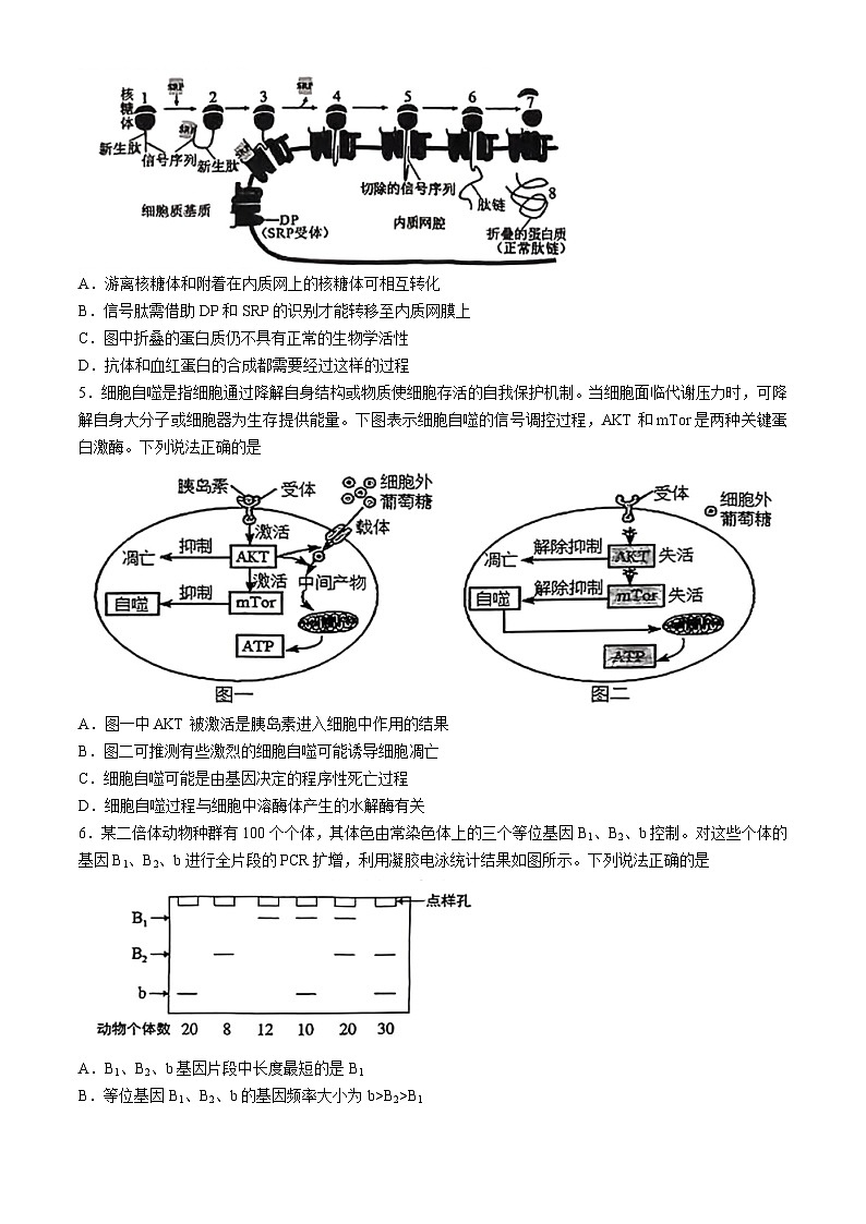 2024届安徽省宣城市、黄山市高三第二次质量检测生物试题02