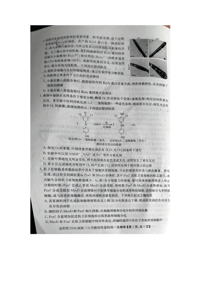 2024益阳高三下学期4月三模考试生物PDF版含解析第2页