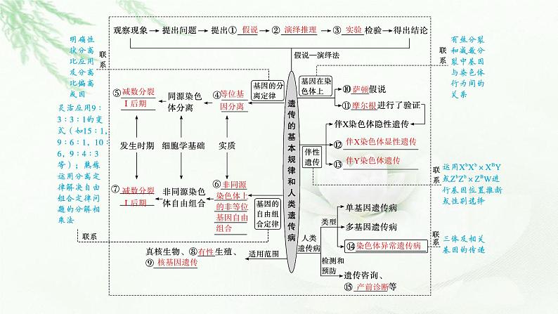 新教材高考生物二轮复习专题四遗传规律与伴性遗传(含人类遗传病)课件03