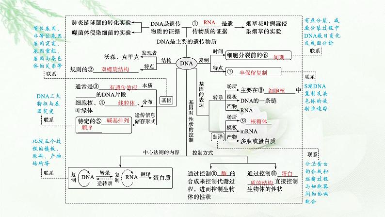 新教材高考生物二轮复习专题五遗传的分子基础课件03