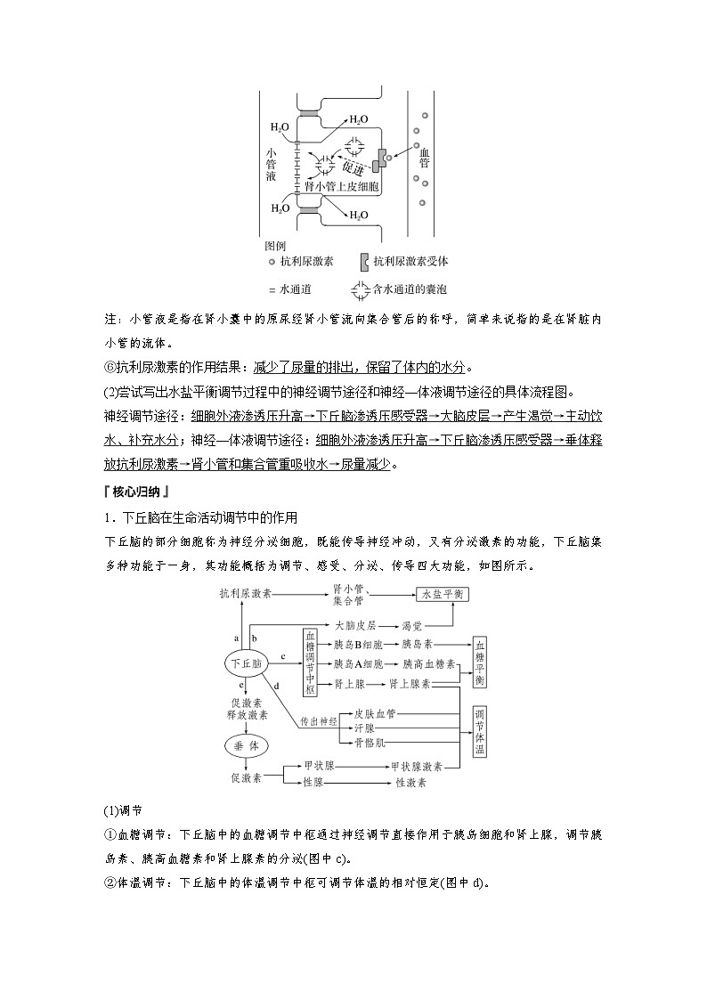 2024年高中生物新教材同步学案 选择性必修第一册 第3章 第3节 第2课时　水和无机盐平衡的调节（含解析）03