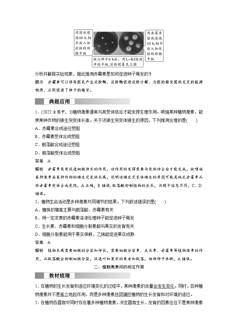 2024年高中生物新教材同步学案 选择性必修第一册 第5章 第2节　其他植物激素（含解析）03