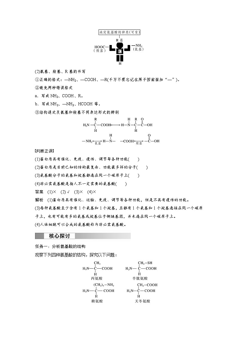 2024年高中生物新教材同步学案 必修第一册 第2章 第4节　蛋白质是生命活动的主要承担者（含解析）02