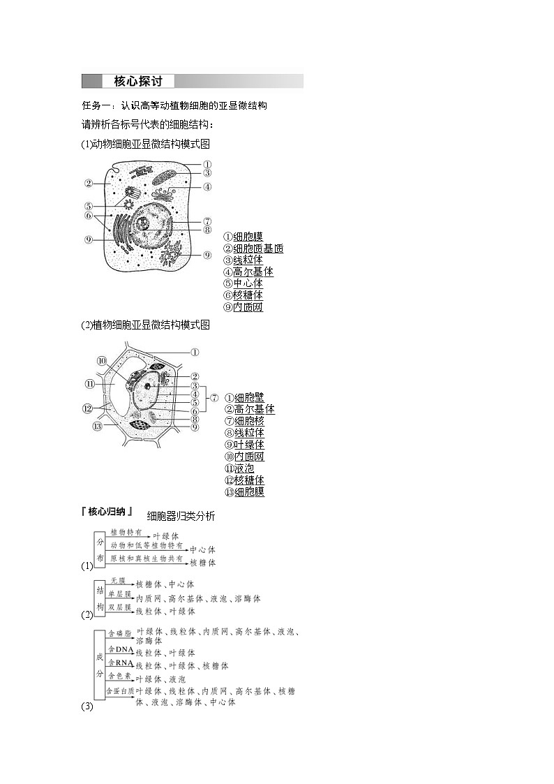 2024年高中生物新教材同步学案 必修第一册 第3章 第2节　第1课时　细胞器之间的分工（含解析）03