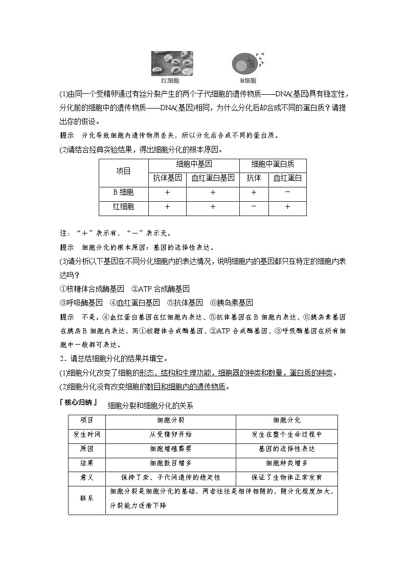 2024年高中生物新教材同步学案 必修第一册 第6章 第2节　细胞的分化（含解析）02