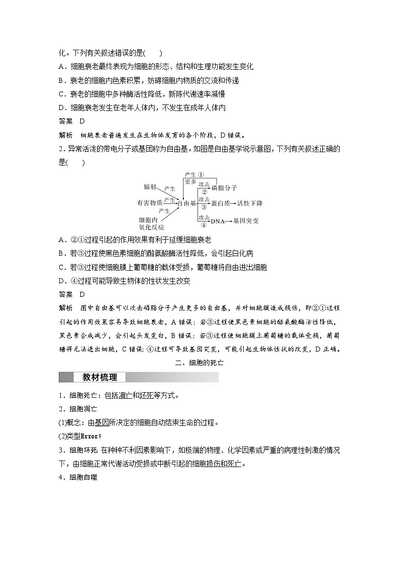 2024年高中生物新教材同步学案 必修第一册 第6章 第3节　细胞的衰老和死亡（含解析）03