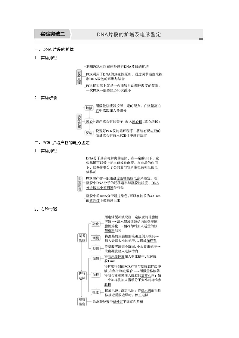 2024年高中生物新教材同步学案 选择性必修第三册 第3章 第2节 实验突破二 DNA片段的扩增及电泳鉴定（含解析）01