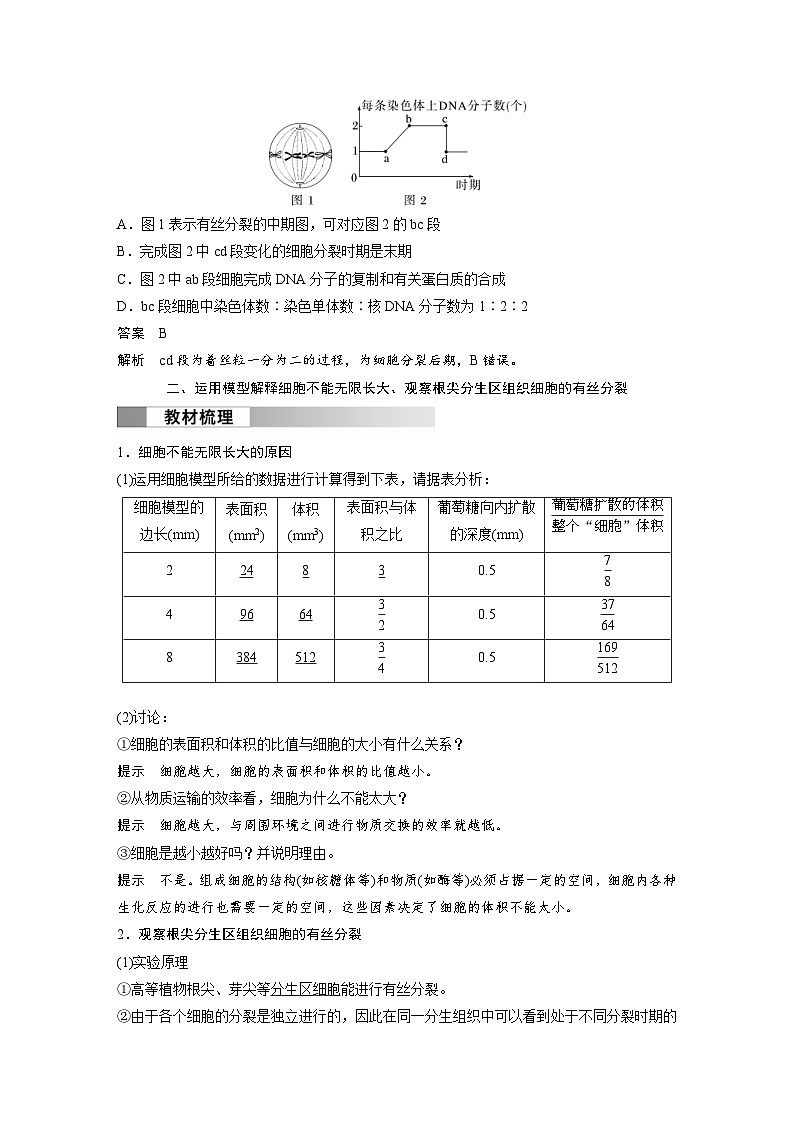 2024年高中生物新教材同步学案 必修第一册 第6章 第1节　第2课时　观察根尖分生区组织细胞的有丝分裂（含解析）03