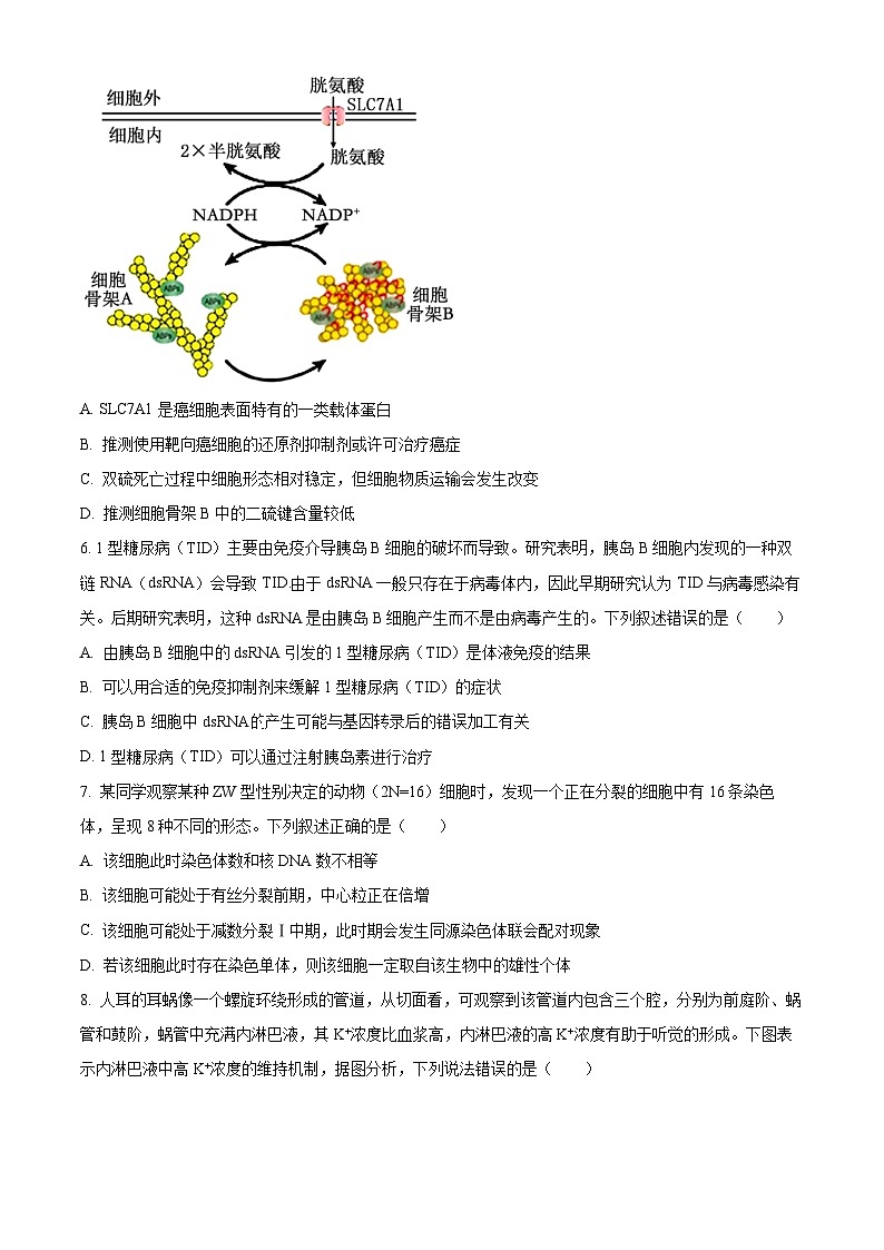 2024届新高考教学教研联盟高三第二次联考生物试卷（原卷版）第3页