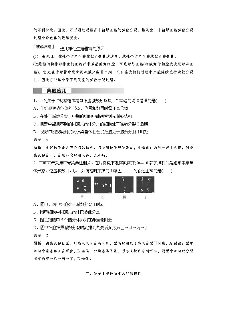2024年高中生物新教材同步学案 必修第二册 第2章　第1节　第3课时　观察蝗虫精母细胞减数分裂装片、配子中染色体组合的多样性以及受精作用（含解析）02