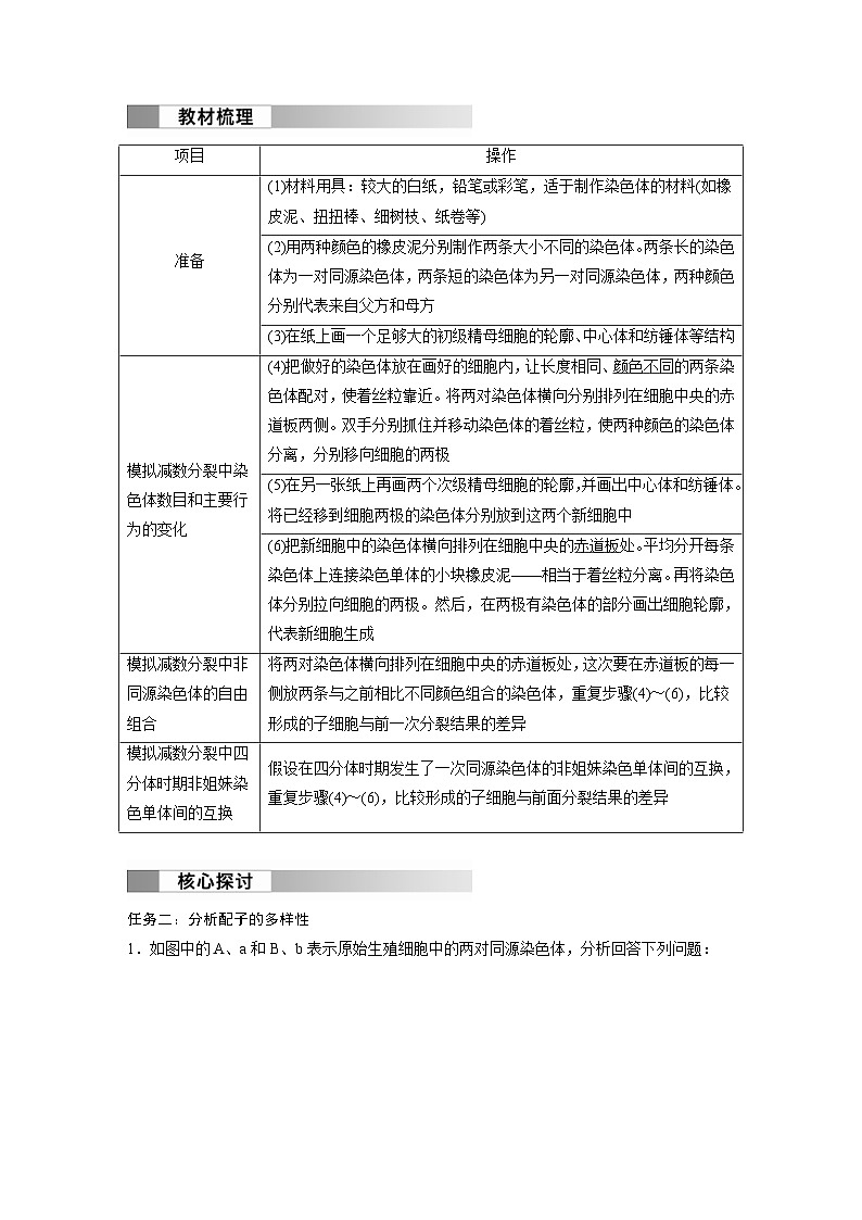 2024年高中生物新教材同步学案 必修第二册 第2章　第1节　第3课时　观察蝗虫精母细胞减数分裂装片、配子中染色体组合的多样性以及受精作用（含解析）03