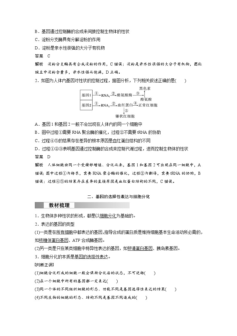 2024年高中生物新教材同步学案 必修第二册 第4章　第2节　基因表达与性状的关系（含解析）02