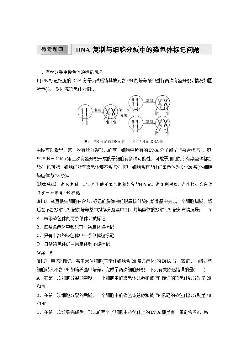 2024年高中生物新教材同步学案 必修第二册 第三章　微专题四　DNA复制与细胞分裂中的染色体标记问题（含解析）第1页
