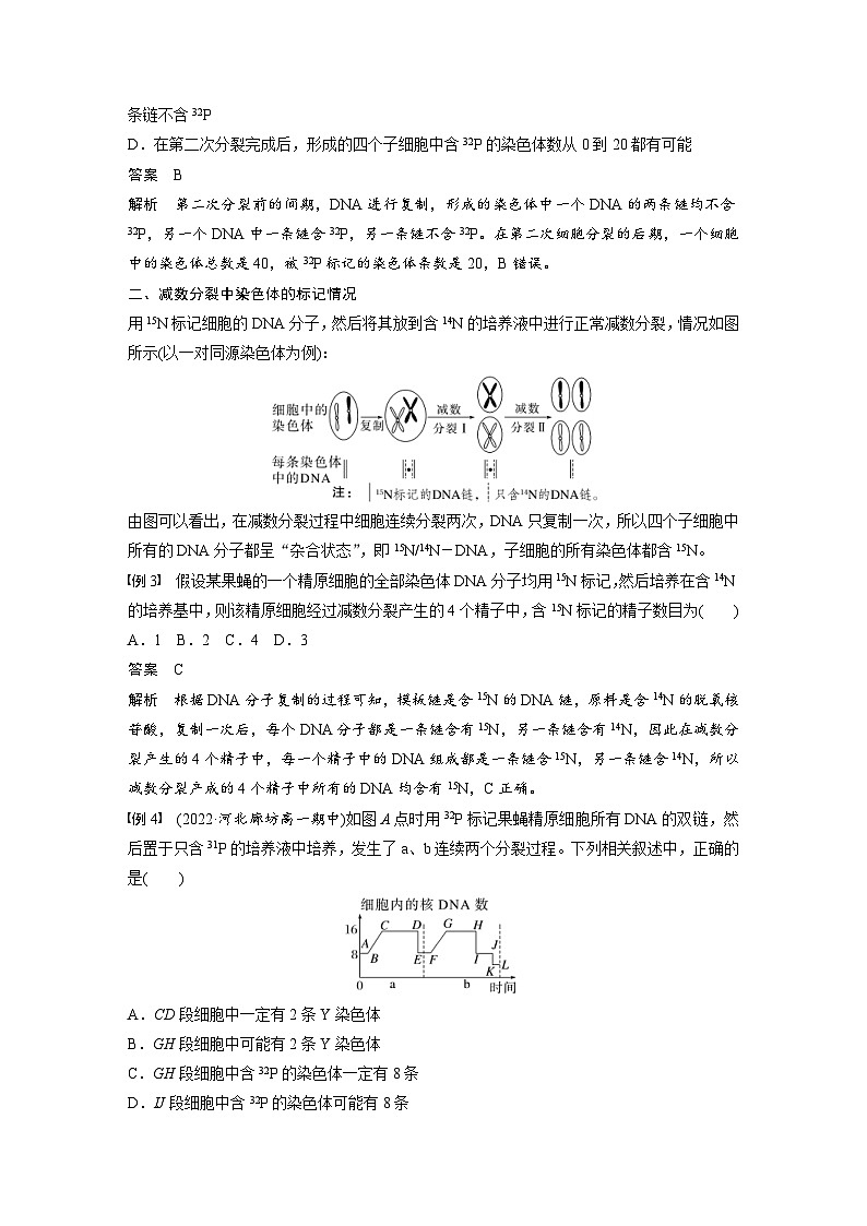 2024年高中生物新教材同步学案 必修第二册 第三章　微专题四　DNA复制与细胞分裂中的染色体标记问题（含解析）第2页