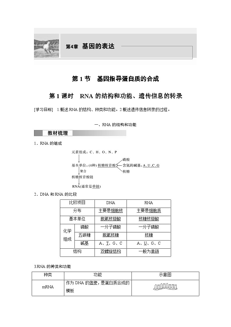2024年高中生物新教材同步学案 必修第二册 第4章　第1节　第1课时　RNA的结构和功能、遗传信息的转录（含解析）第1页