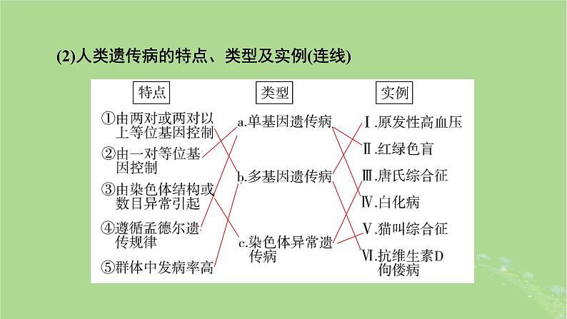 2025版高考生物一轮总复习必修2第5单元孟德尔定律和伴性遗传第4讲人类遗传病课件05