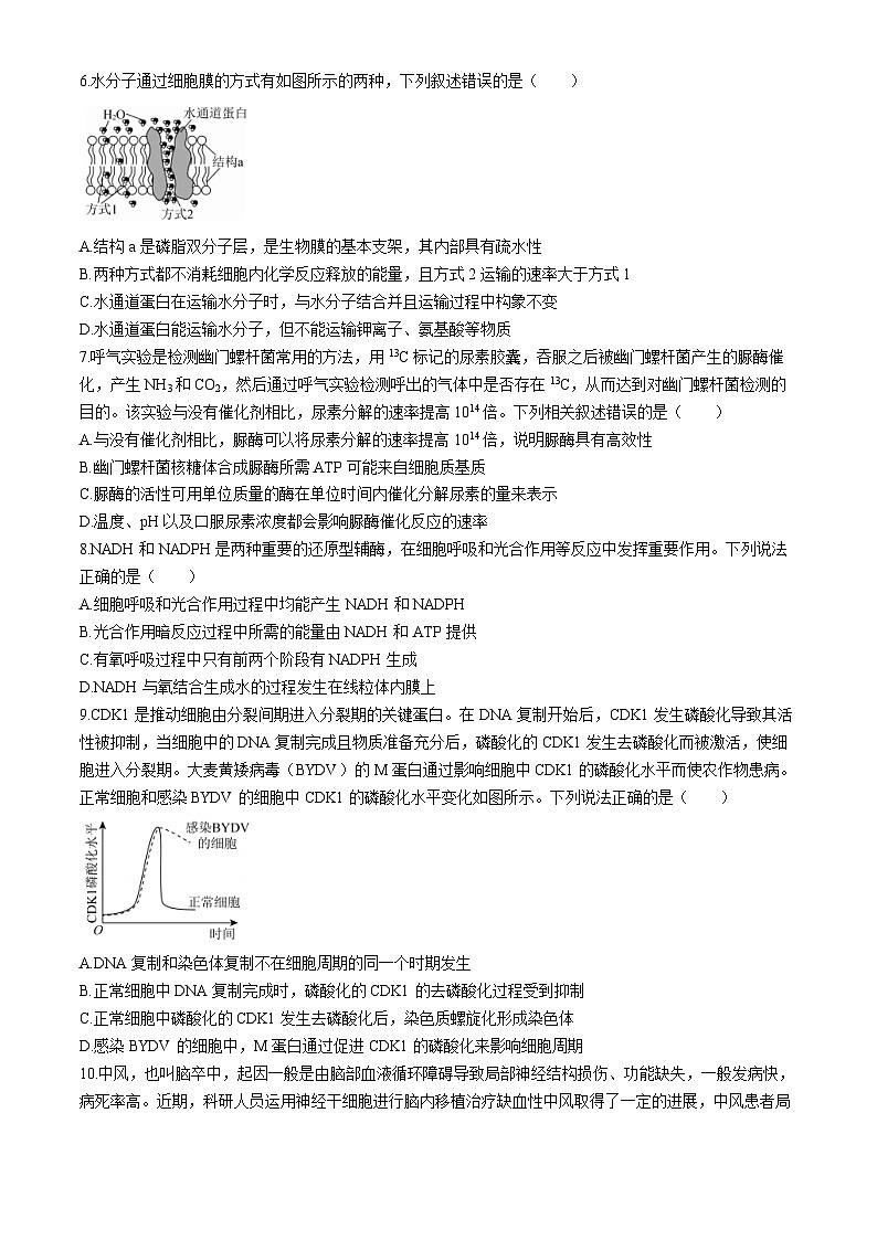 安徽省皖北名校2023-2024学年高一下学期阶段性考试生物试题02