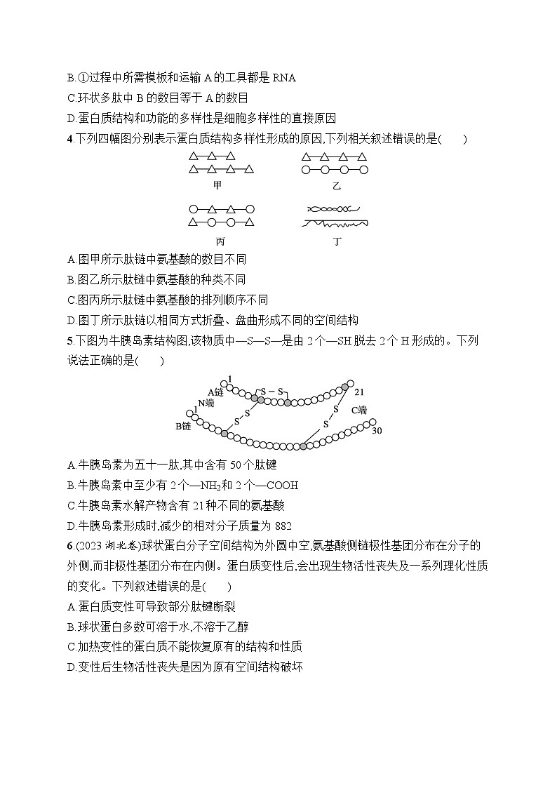 2025届高三一轮复习生物新高考新教材考点规范练3蛋白质是生命活动的主要承担者…（Word版附解析）02