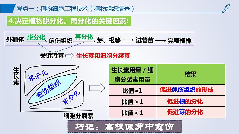 【期中复习】2023-2024学年（人教版2019选择性必修3）高二生物下册之考点复习 第2章细胞工程课件08