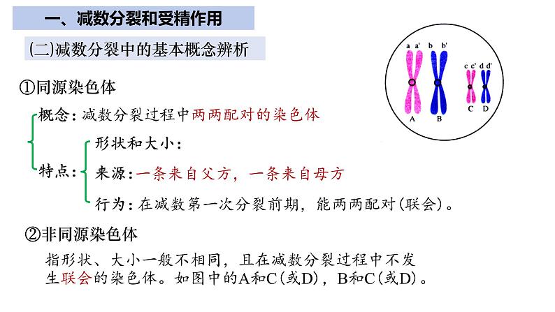 【期中复习】人教版2019必修2023-2024学年高一下册生物 第2章 基因和染色体的关系（考点复习）第7页