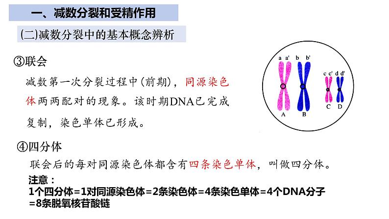 【期中复习】人教版2019必修2023-2024学年高一下册生物 第2章 基因和染色体的关系（考点复习）第8页